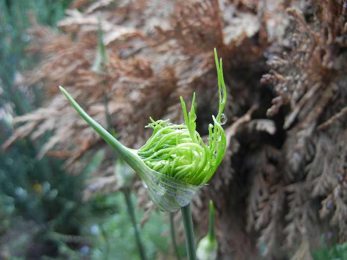 Allium vineale Hair (2012, May 27) - Allium vineale Hair