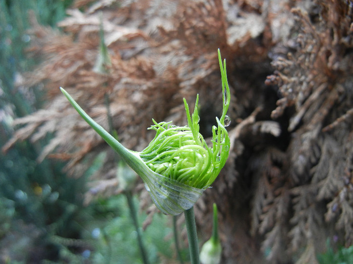 Allium vineale Hair (2012, May 27)