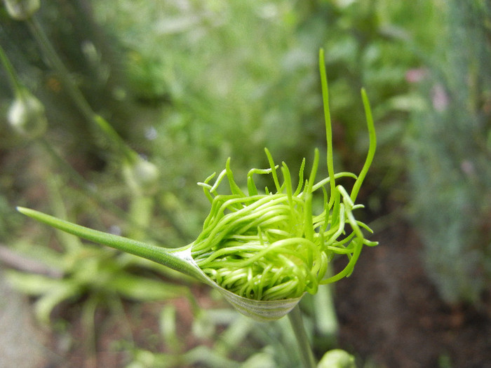 Allium vineale Hair (2012, May 27) - Allium vineale Hair