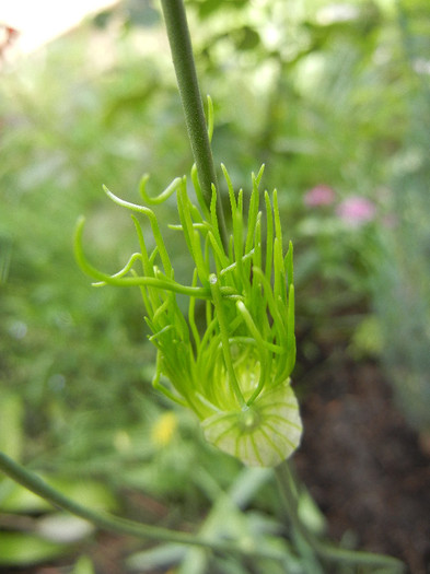 Allium vineale Hair (2012, May 29) - Allium vineale Hair