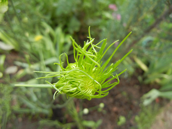 Allium Hair (2012, May 29) - Allium vineale Hair