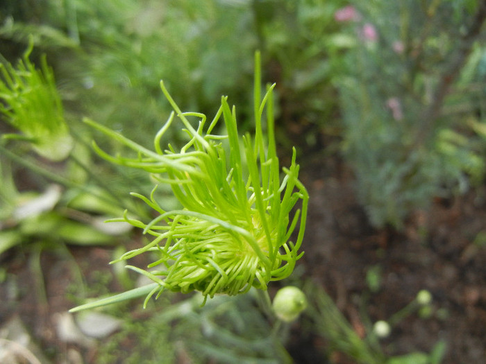 Allium Hair (2012, May 29) - Allium vineale Hair