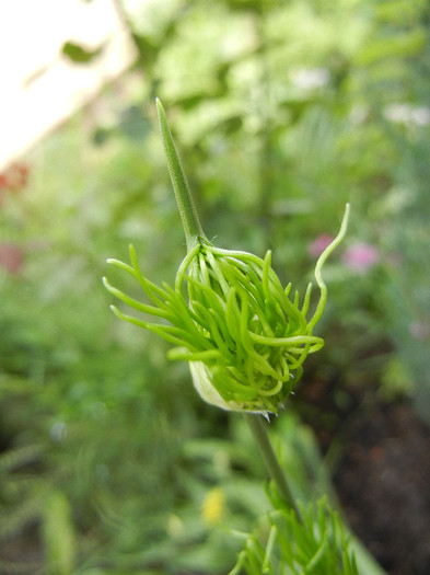 Allium Hair (2012, May 29) - Allium vineale Hair