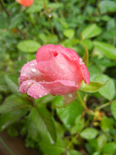 Pink Miniature Rose (2012, May 23) - Miniature Rose Pink