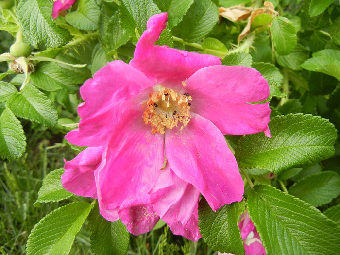 Rosa rugosa (2012, May 20) - ROSA Rugosa_Rugosa Rose