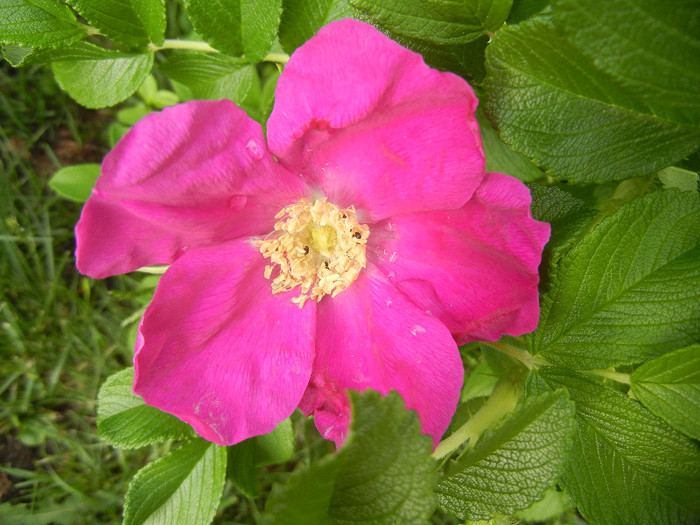 Rosa rugosa (2012, May 20) - ROSA Rugosa_Rugosa Rose