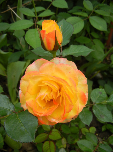Yellow Miniature Rose (2012, May 17) - Miniature Rose Yellow