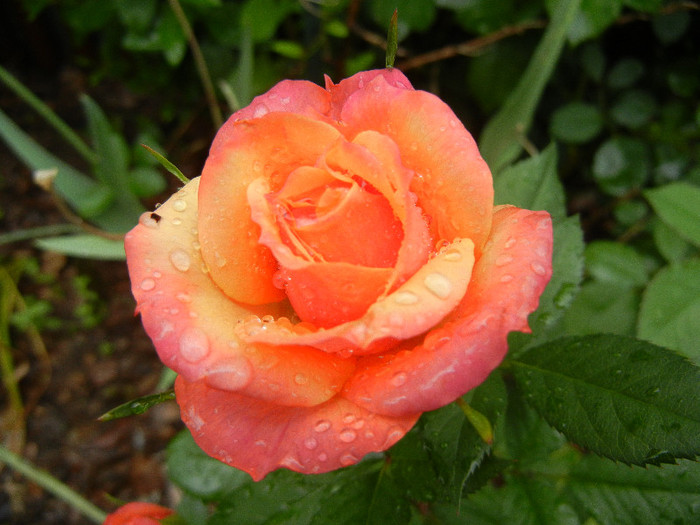 Orange Miniature Rose (2012, May 19) - Miniature Rose Orange