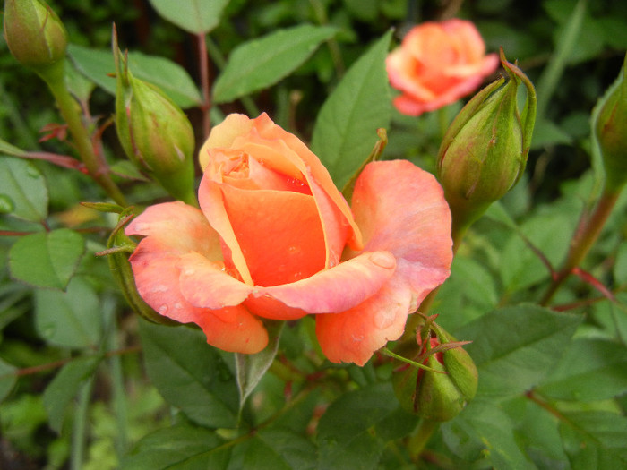 Orange Miniature Rose (2012, May 20)
