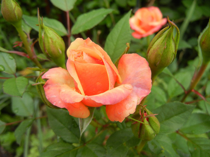 Orange Miniature Rose (2012, May 20) - Miniature Rose Orange