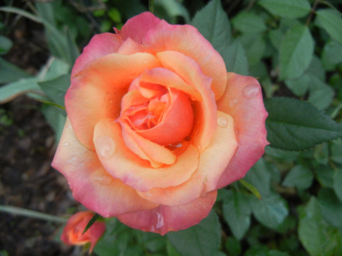 Orange Miniature Rose (2012, May 20)