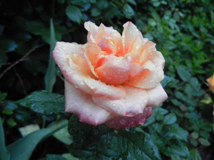Orange Miniature Rose (2012, May 23)