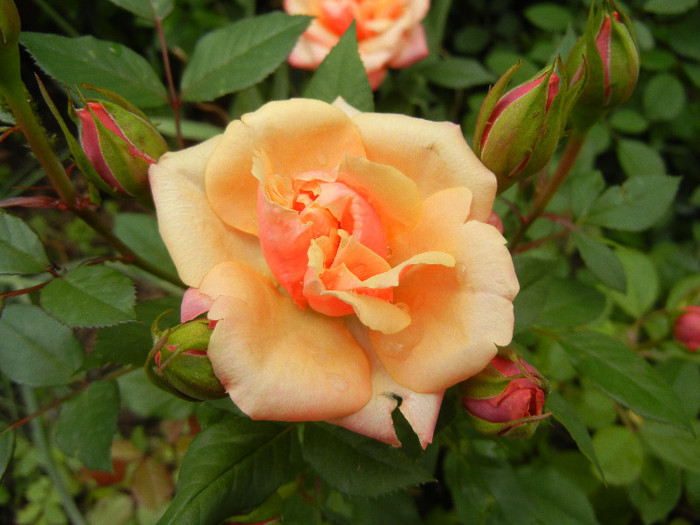 Orange Miniature Rose (2012, May 23)