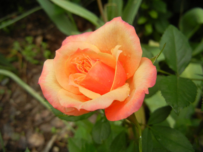 Orange Miniature Rose (2012, May 23)