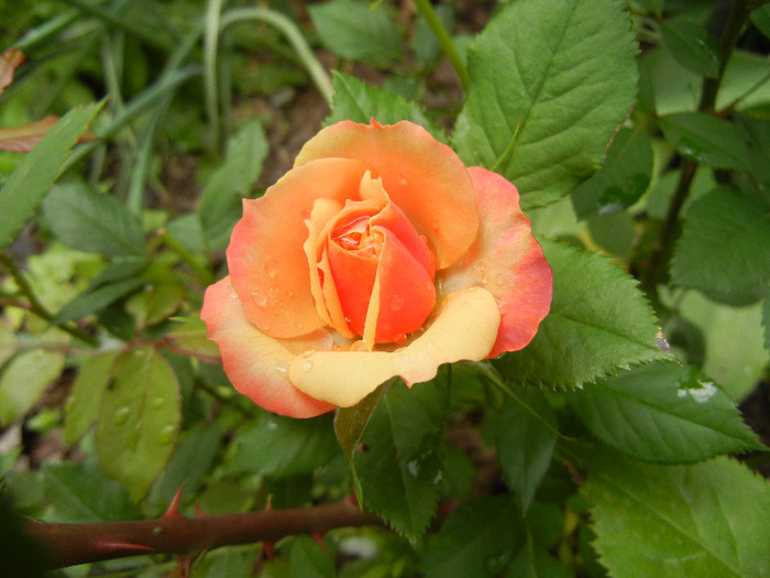 Orange Miniature Rose (2012, May 23)