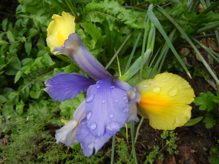 Iris Oriental Beauty (2012, May 20) - Iris Oriental Beauty