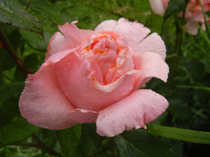 Rose Royal Highness (2012, May 19)