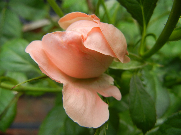 Rose Pleasure (2012, May 21)