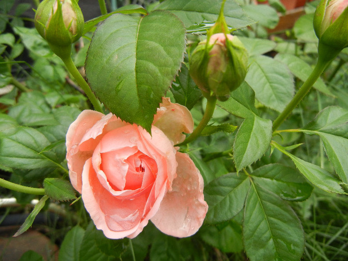 Rose Pleasure (2012, May 23)