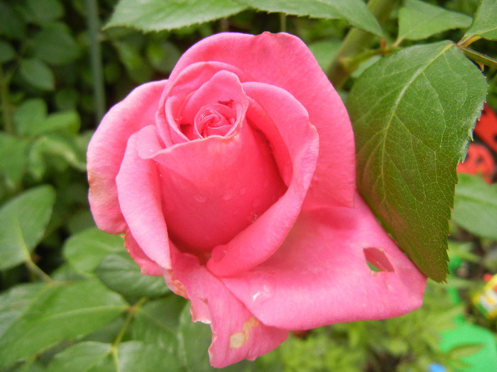 Rose Pink Peace (2012, May 23)