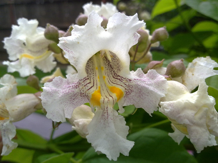 26.05.2012 flori catalpa - 0021 GRADINA in 2012