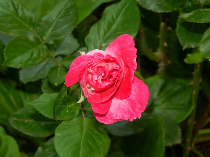 DSCN6355 - 2 Mai 2012