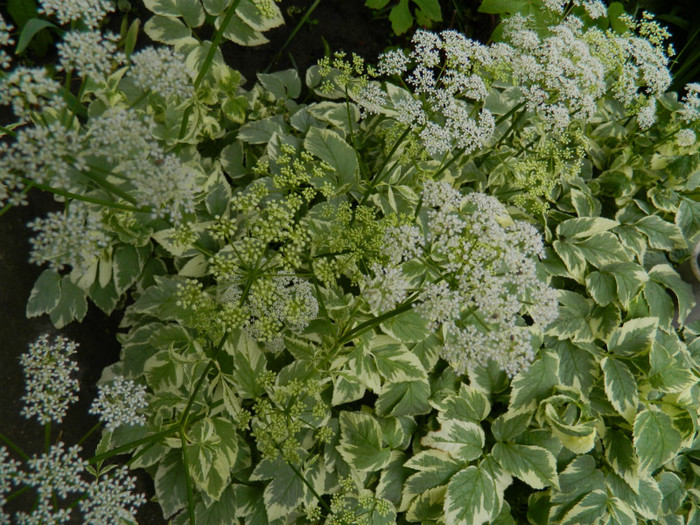 DSCN6393 - 2 Mai 2012