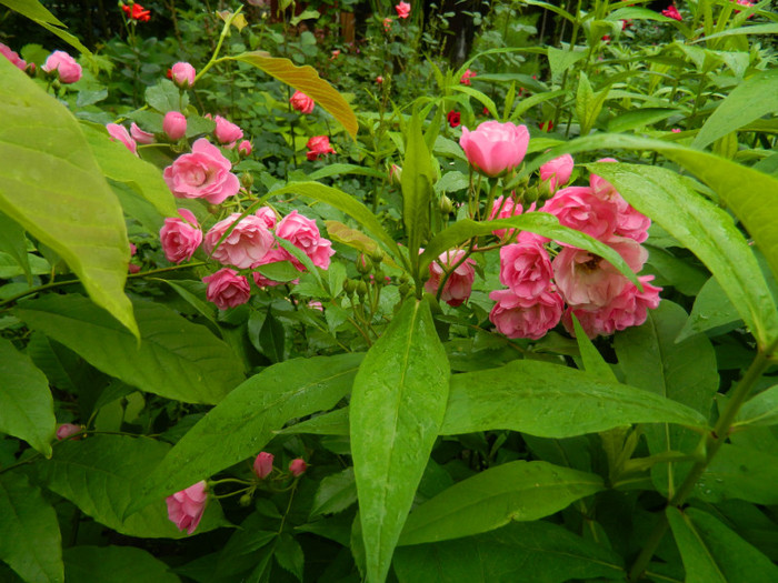 DSCN6399 - 2 Mai 2012