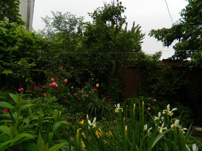 DSCN6400 - 2 Mai 2012