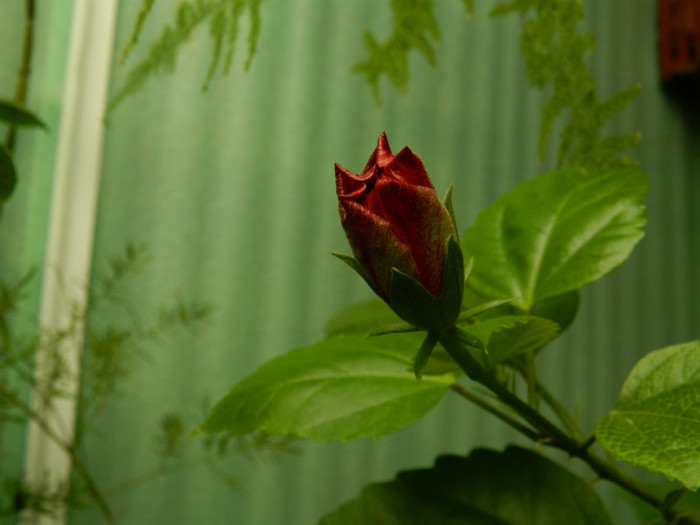 DSCN6411 - 2 Mai 2012