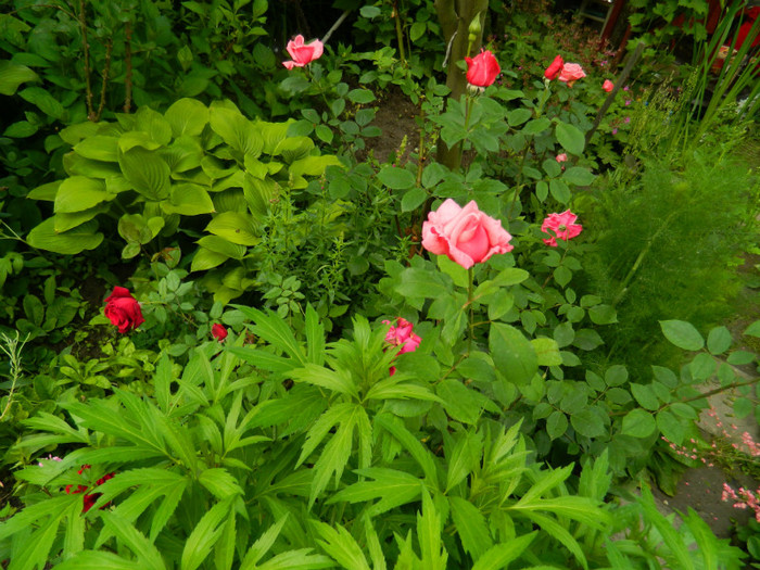 DSCN6428 - 2 Mai 2012