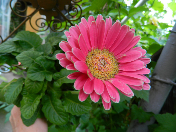 DSCN6469 - 2 Mai 2012