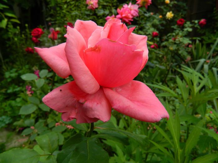 DSCN6498 - 2 Mai 2012