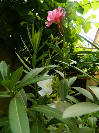 DSCN6519 - 2 Mai 2012