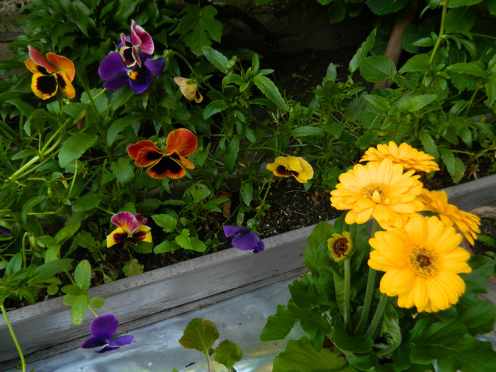 DSCN6557 - 2 Mai 2012