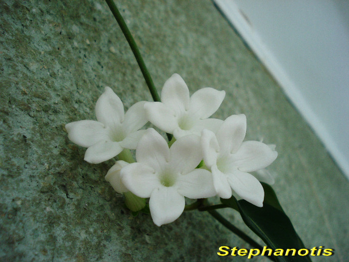 Stephanotis (29-05-2012)