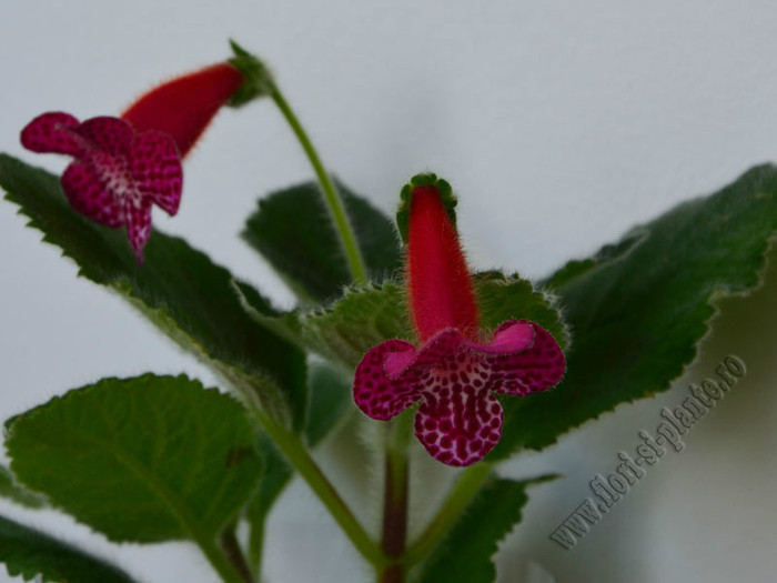Kohleria Jester; 2012
