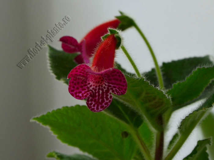 Kohleria Jester; 2012
