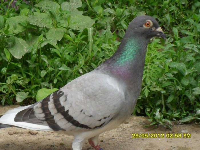 SAM_2180; Crescator: Voinea Alexandru
