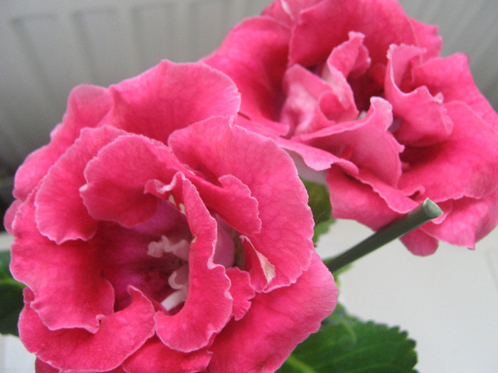  - gloxinia rosie dubla  2010 2011