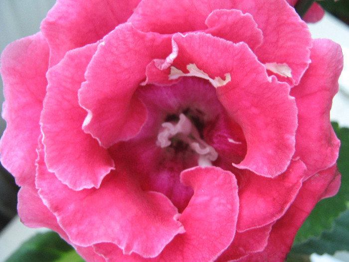  - gloxinia rosie dubla  2010 2011