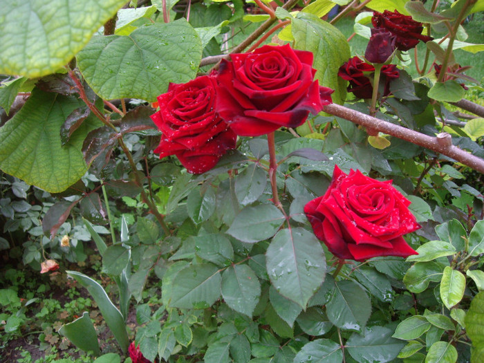 IMGP2738 - trandafiri