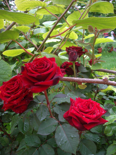 IMGP2739 - trandafiri