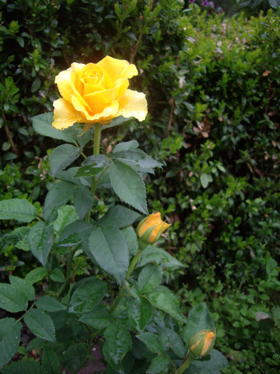 IMGP2740 - trandafiri