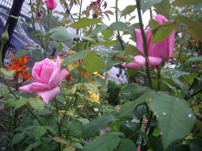 IMGP2742 - trandafiri