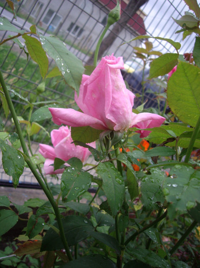 IMGP2743 - trandafiri