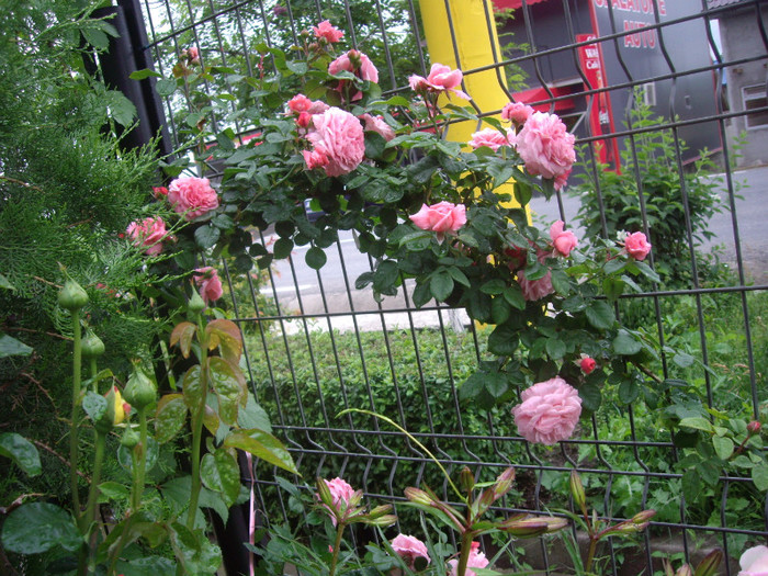 IMGP2749 - trandafiri