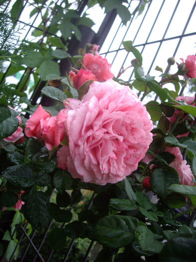 IMGP2750 - trandafiri