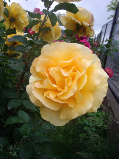 IMGP2771 - trandafiri