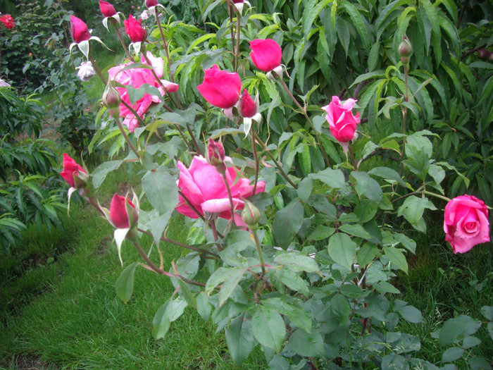 IMGP2774 - trandafiri